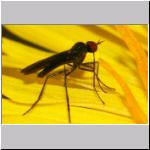 Hilaria sp - Tanzfliege 01a 4mm.jpg